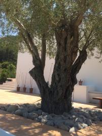 TERRAZA_HAMACA_4